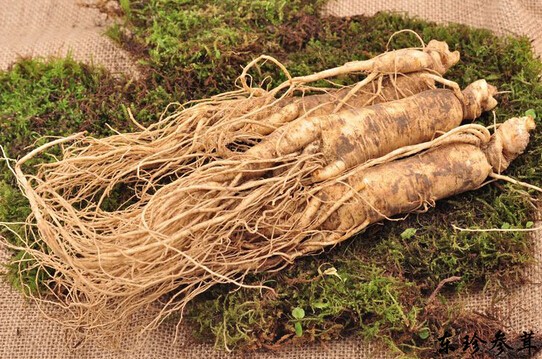 医生,你了解人参吗?-