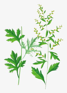 彩色艾叶草植物手绘素材图片免费下载 高清png 千库网 图片编号9875685