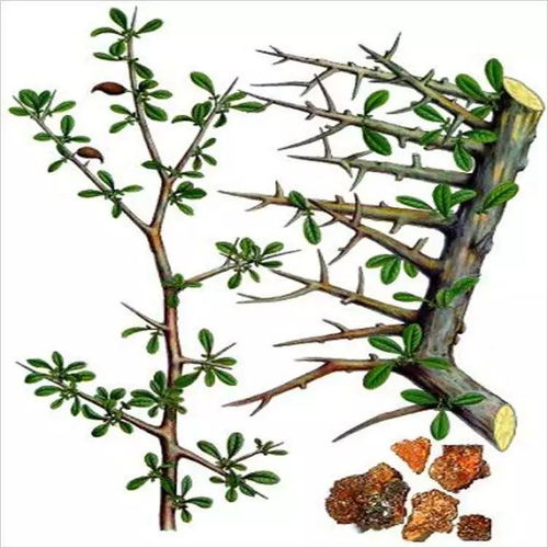 小药仙课堂丨一味药材名字叫没 mo 药