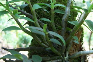 这种 野草藤 爱寄生梨树,村民却很高兴,摘下来卖600元1斤