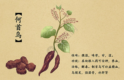 中草药迷迭香插画