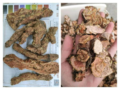 珍药材 市场快讯 12月23日成都 亳州 安国 玉林中药材市场快讯