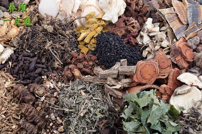 中草药在养猪中的使用,不同阶段用药不同效果好