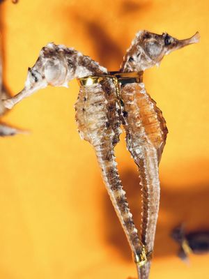 「琼海」海马干货中药材海马一公一母三斑海马泡酒药材养生煲汤海马一对