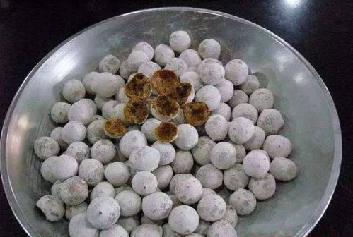 亲民的 水产 中药 海蛤与蛤壳