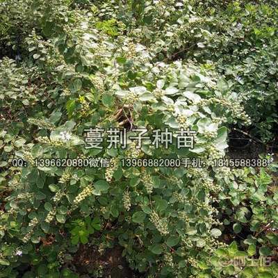 【蔓荆子种苗价格,扦插蔓荆子苗批发厂家】亳州市谯城区俊杰中药材种植专业合作社 - 产品库