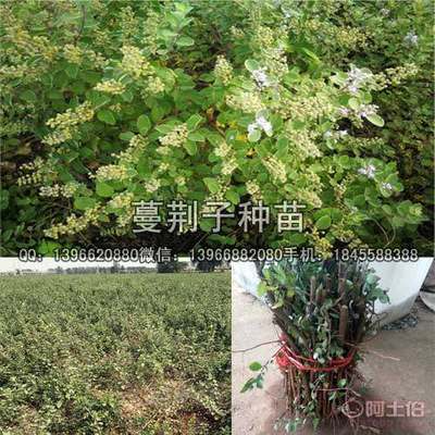 【蔓荆子种苗价格,扦插蔓荆子苗批发厂家】亳州市谯城区俊杰中药材种植专业合作社 - 产品库