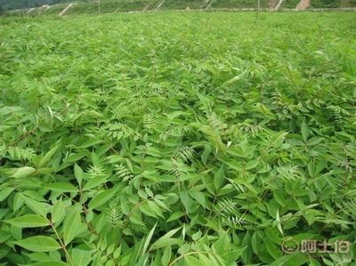 【黄菠萝苗厂家/占地苗/药材苗】宽城区永发苗木培育基地 - 产品库