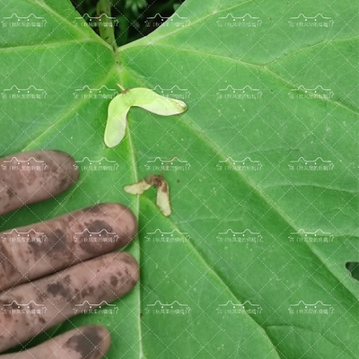 大型马蹄叶盆栽:山野菜or中药材?深度解析带你选对!