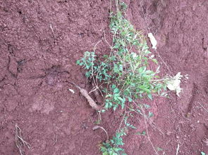 这种是什么药材求解