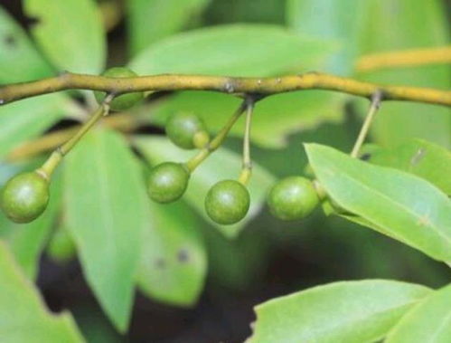 山鸡椒是一种什么样的植物