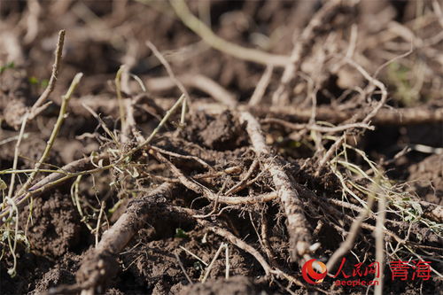 青海湟中 中藏药材飘香 产销更有保障