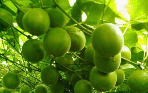 被人轻视的食材,不可忽略,预防脂肪堆积,缓解便秘,美容又瘦身