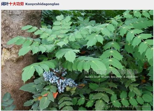 十大功劳,莫非能包治百病