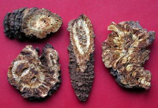 新疆特产有哪些中药