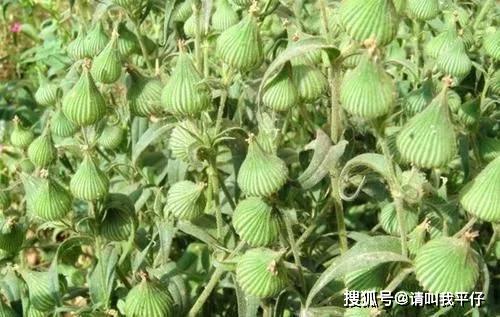 麦田里的宝藏：被忽视的药用野草