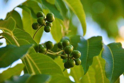 黄柏的非试管高效快繁技术