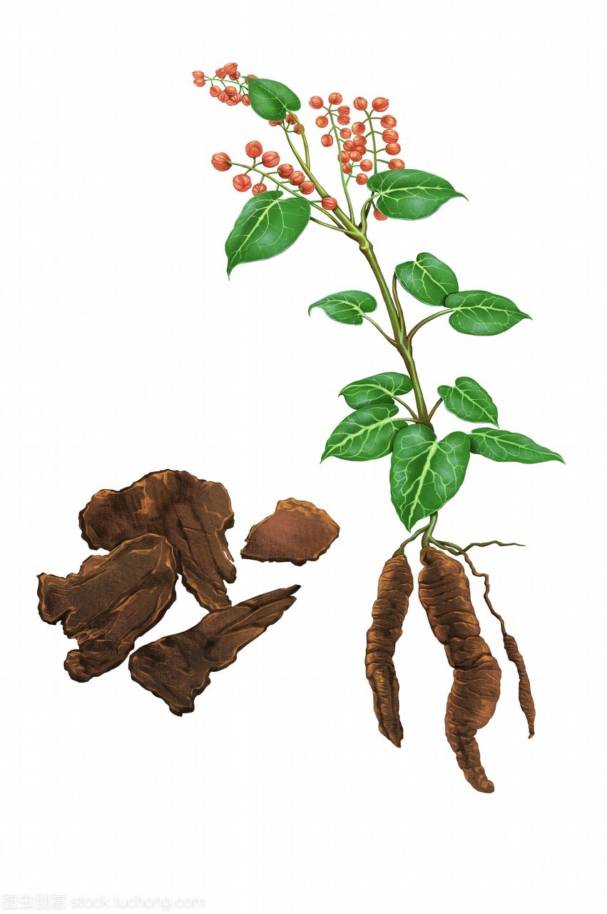 中草药与现代医学的融合 数字化插图中的何首乌养生价值