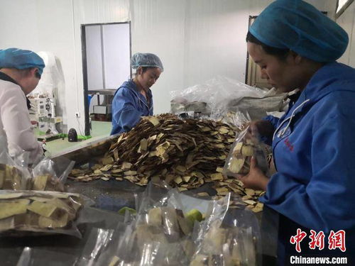 甘肃岷县 当归之乡焕新颜，电商拓销路助药农变工人