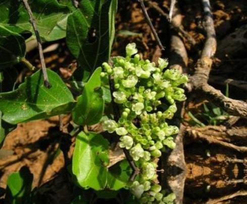 臭黄荆根的药用价值与应用