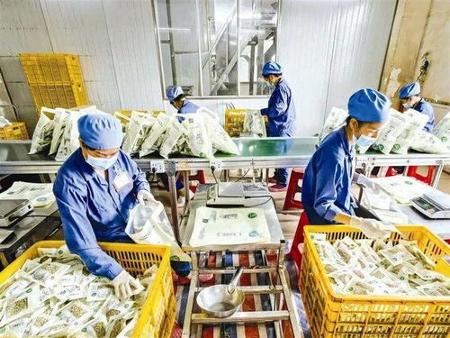 宾阳思陇镇 中药材种植助力乡村振兴，1600亩药材基地蓬勃发展