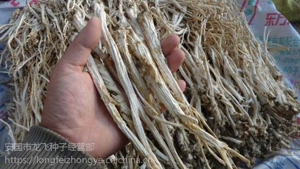 2017年纯新中药材桔梗种子厂家直销与回收产品