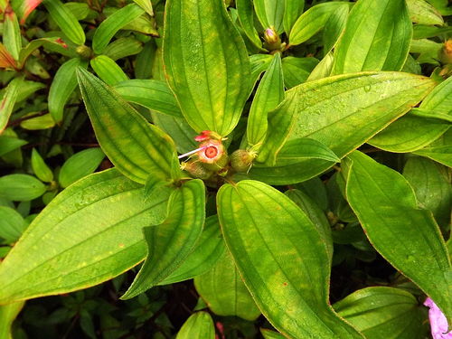 红毛菍 传统药材中的活血良方