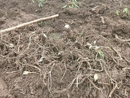 甘肃华亭中药材喜获丰收 产业升级破土而出