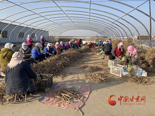 民乐 黄芪 脱贫产业 变群众 致富 产业