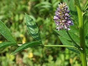 中药戒烟糖需要什么药材