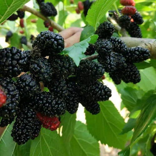 既是佳果亦是良药 盐边桑葚的双面人生