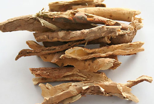 五加皮 祛风除湿的良药，强筋健骨的佳品