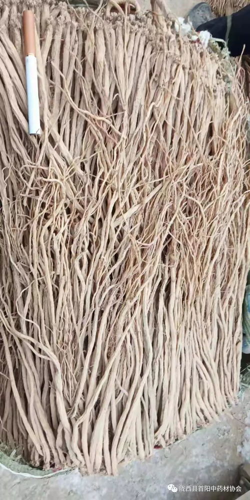 渭源药材市场12月9日行情快讯 药香氤氲，暖阳下的市场脉动