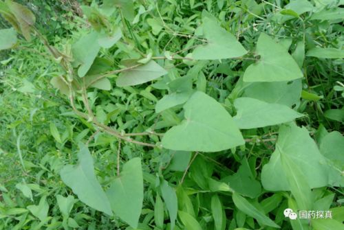 冷背偏药材图汇（三） 深山里的无声宝库